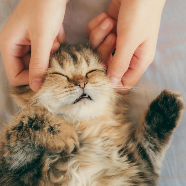 61f4f58fd725dfe60a9c3f32