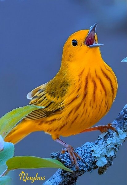 Ebb1b5c87b2eb00b1d347509ca8aaeb2