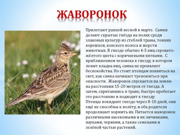 Жаворонок