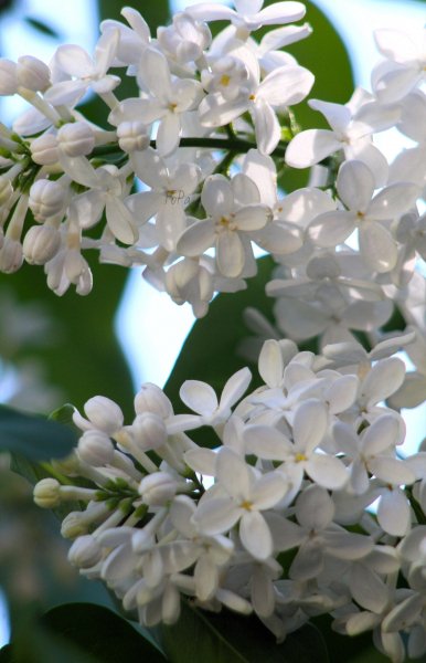 XoQY8qvjNs8