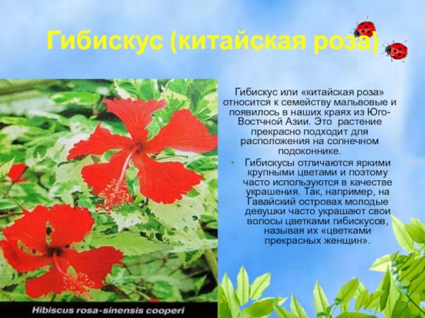 Гибискус