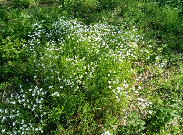 Rabelera holostea 2024 1