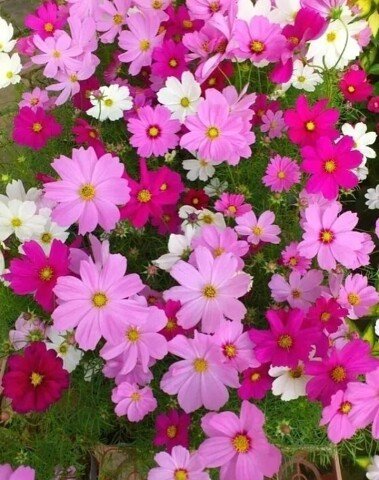 image (3) (11)