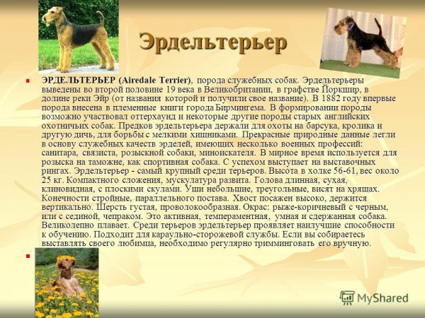 Эрдельтерьер