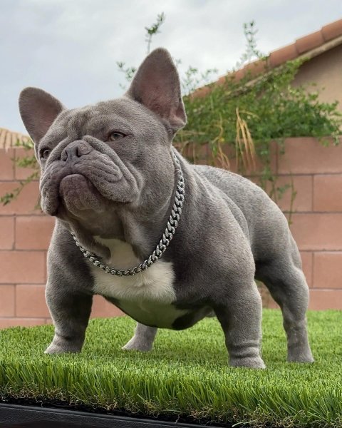 MEDIA # OF DOG