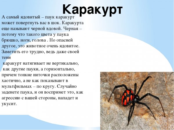 Каракурт