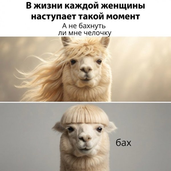 Alpaca park 19d2c6fe2b8740038ca70682f93236f6