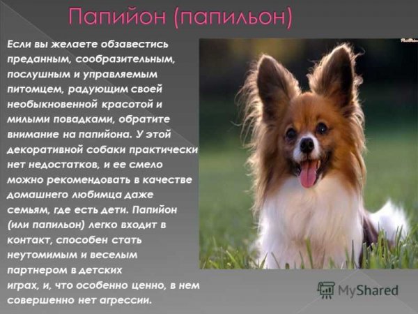 Папийон
