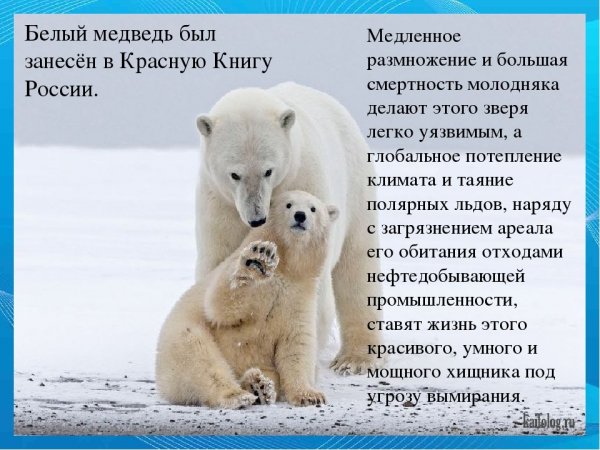 Белый медведь
