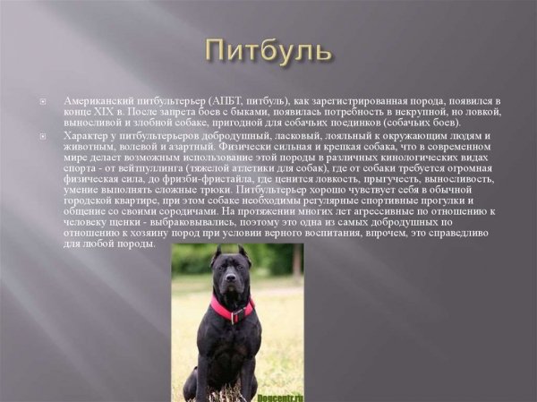 Питбуль