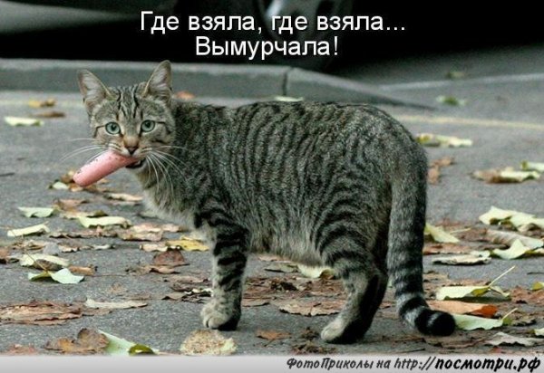 Вымурчала!