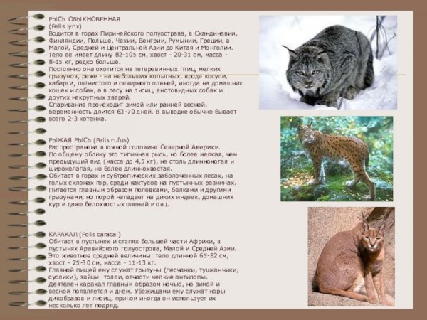 Кошки. Дикие кошки