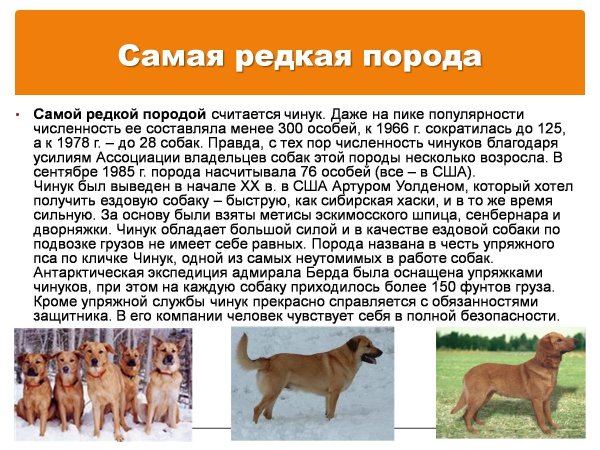 Чинук