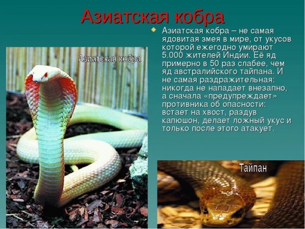 Азиатская кобра