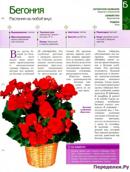 Бегония
