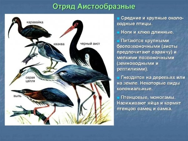Отряд Аистообразные