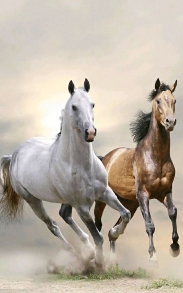 Horse 3