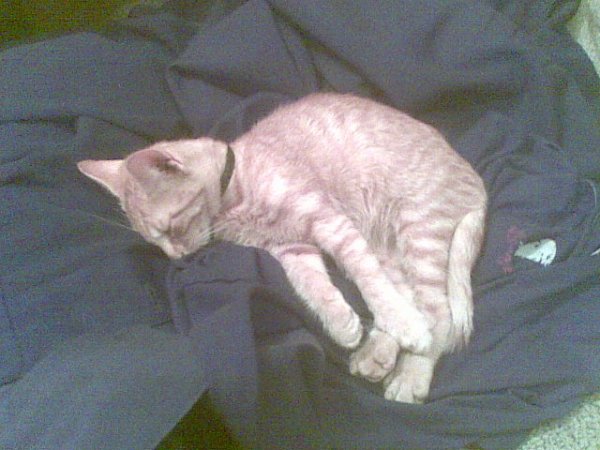 Мое(015)