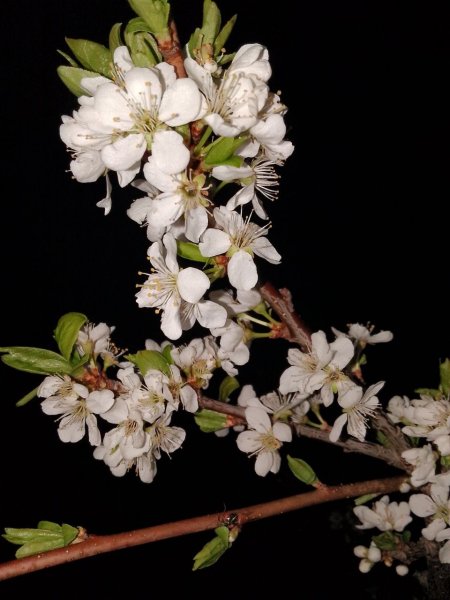 picture_365341262