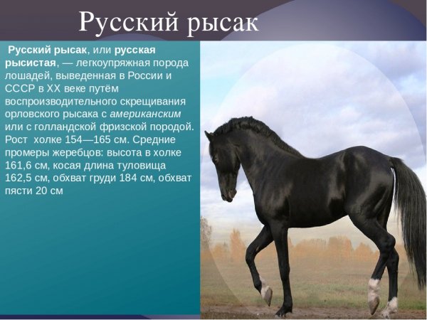 Русский рысак