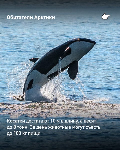 Косатки