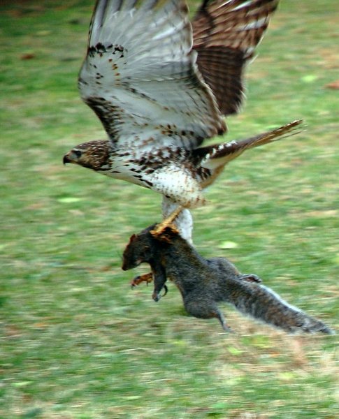 pics