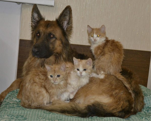 Защита котят
