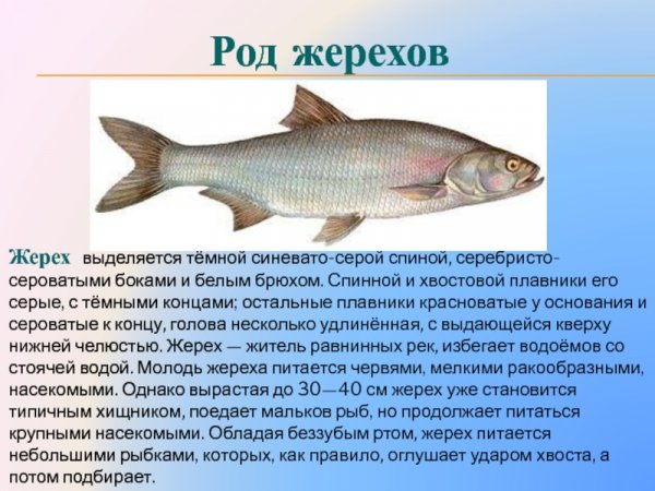 Жерех