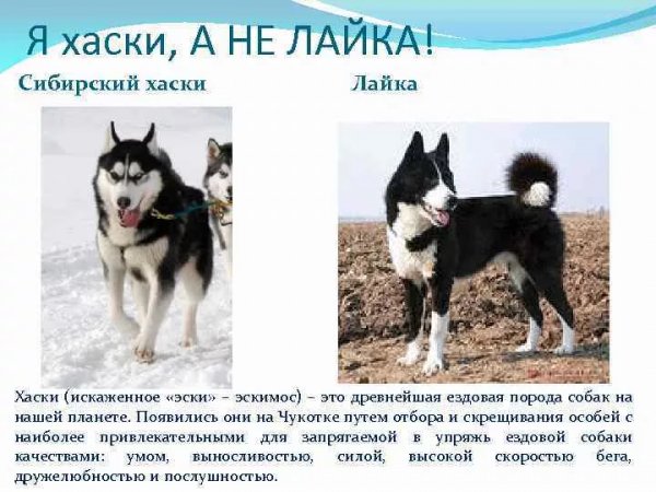 Я хаски...