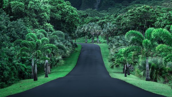 Green-road-nature-4k-a6