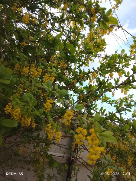 Барбарис