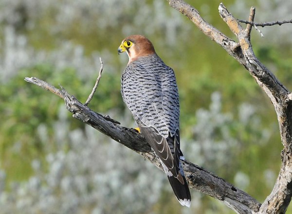 Турумти (Falco chicquera)