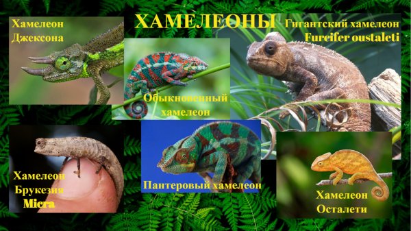 Хамелеоны
