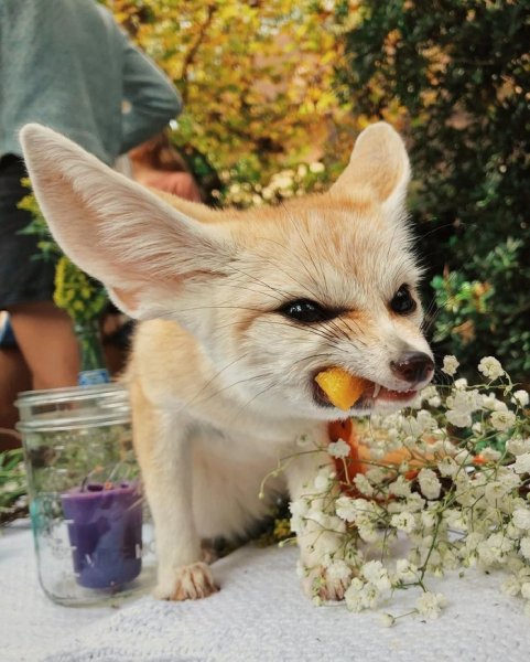 Фенёк