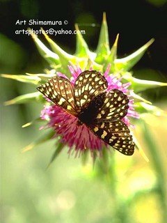 Insects 047