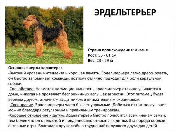 Эрдельтерьер
