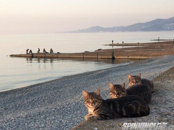Братва на море