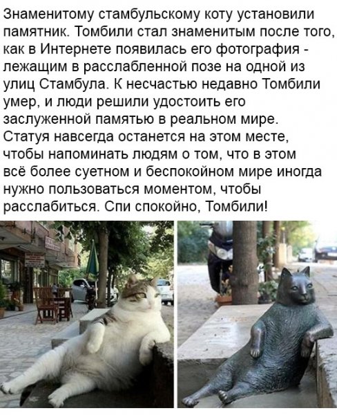 Кот Томбили