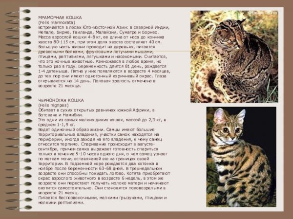 Кошки. Дикие кошки