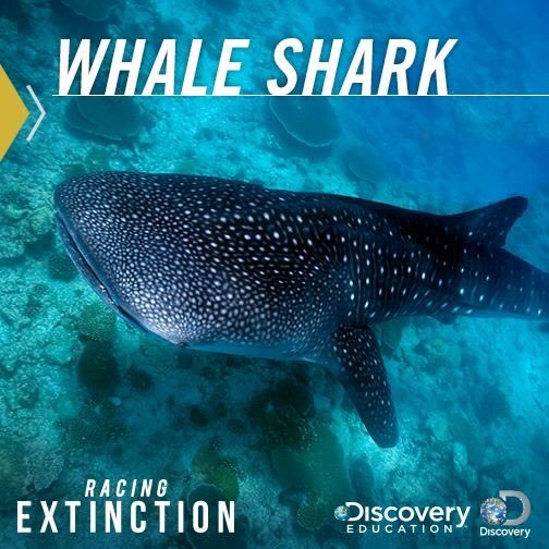 "Racing Extinction"