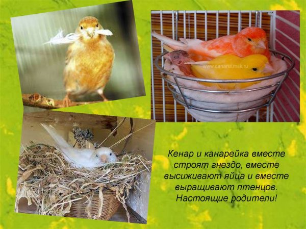 Канарейки