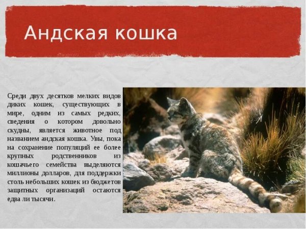 Андская кошка