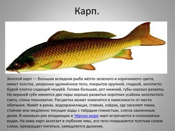 Карп
