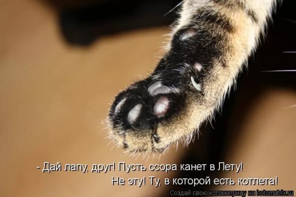 Дай лапу, друг!