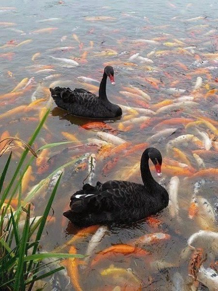 лебеди