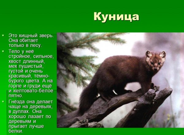 Куница
