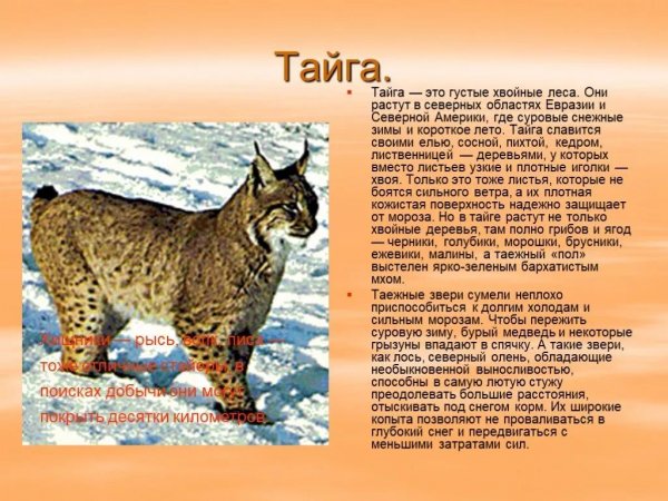 Тайга
