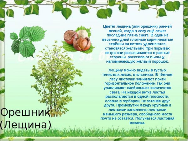 Орешник