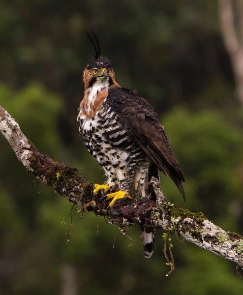 Нарядный хохлатый орёл (Spizaetus ornatus)