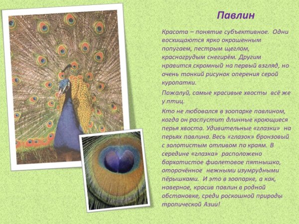 Павлин